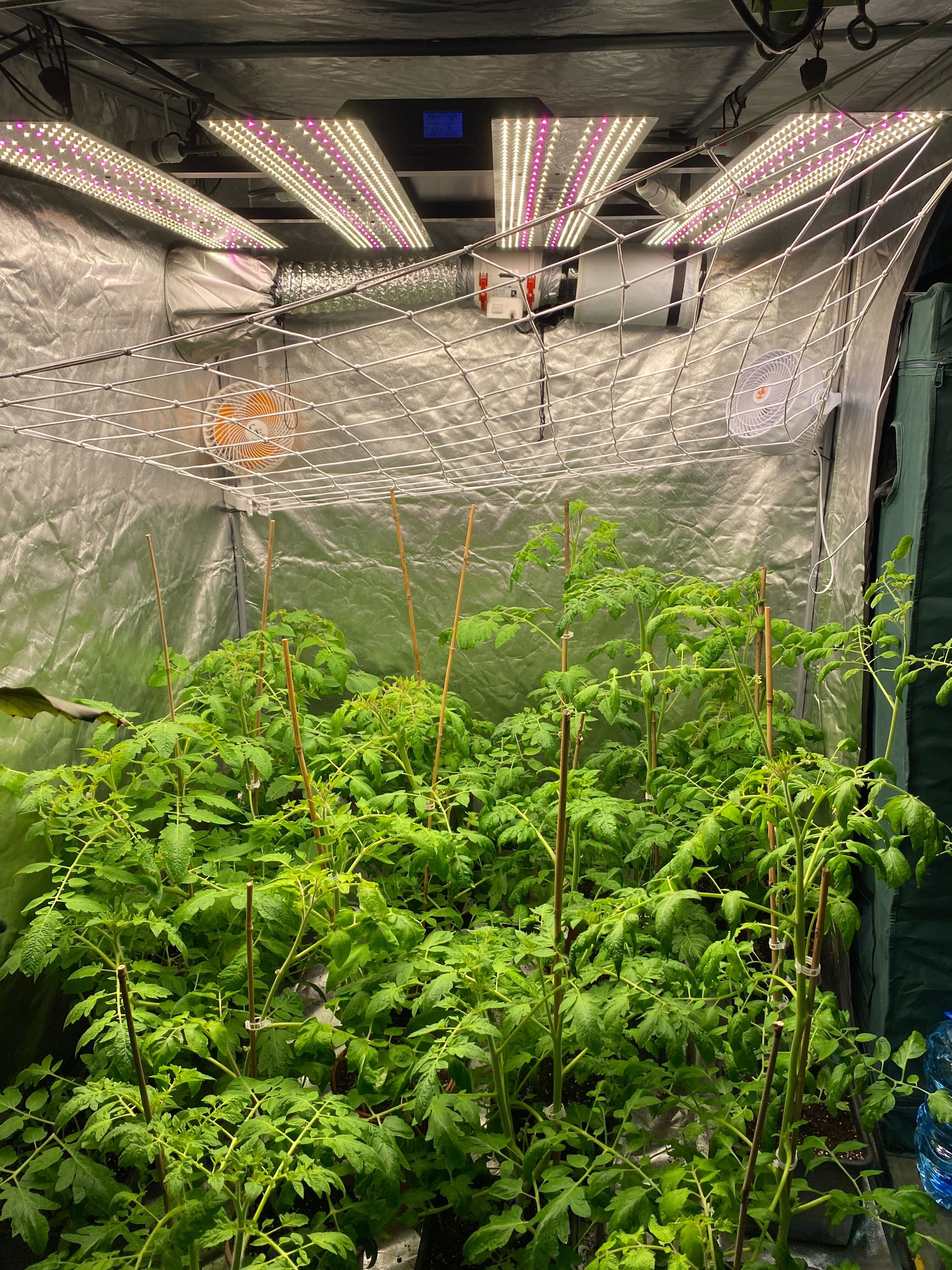 LED grow light in growbox