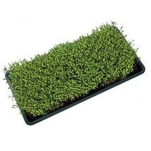 Garland Microgreens Growing Tray With Holes Black 58x40,5xh7cm