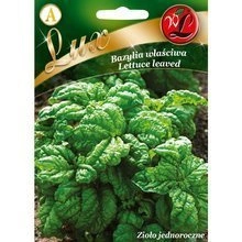 Green Basil Seeds Lettuce leaved 1g